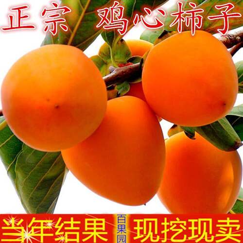 无核鸡心柿苗价格 无核鸡心柿苗图片 星期三
