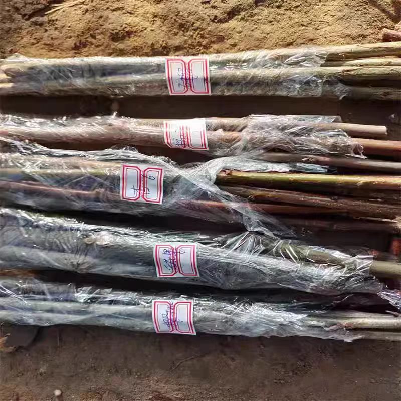 芭劳奈无花果扦插枝条新品种无花果树苗嫁接枝条接穗四季种植果苗