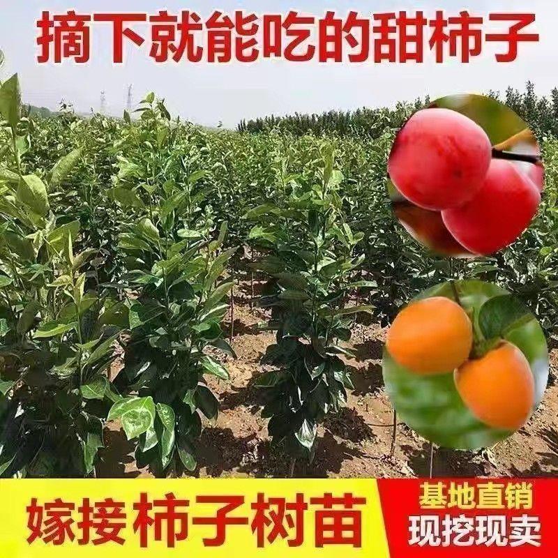 无核特大脆甜柿子柿子苗嫁接苗果树苗南北方种植地栽树苗当年结果