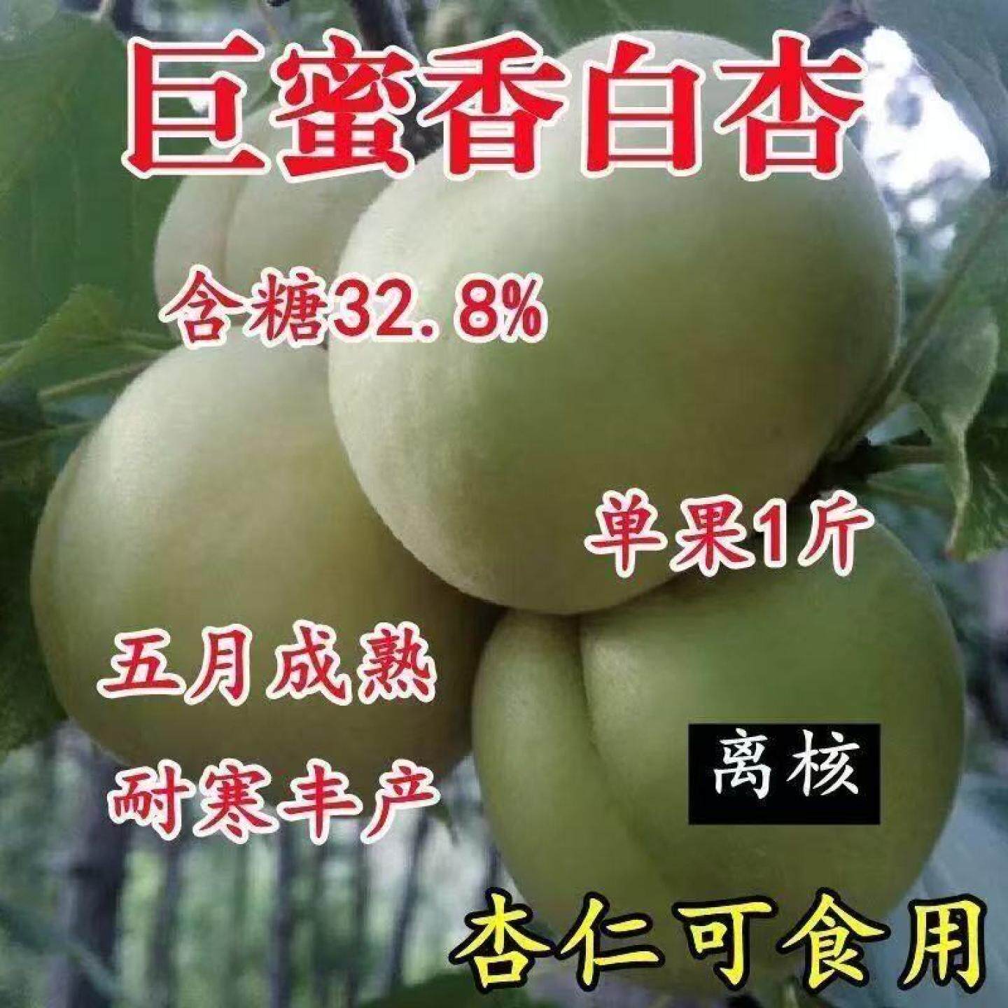 特大香白杏树苗超甜新品嫁接南北方种植盆栽地栽庭院当年结果