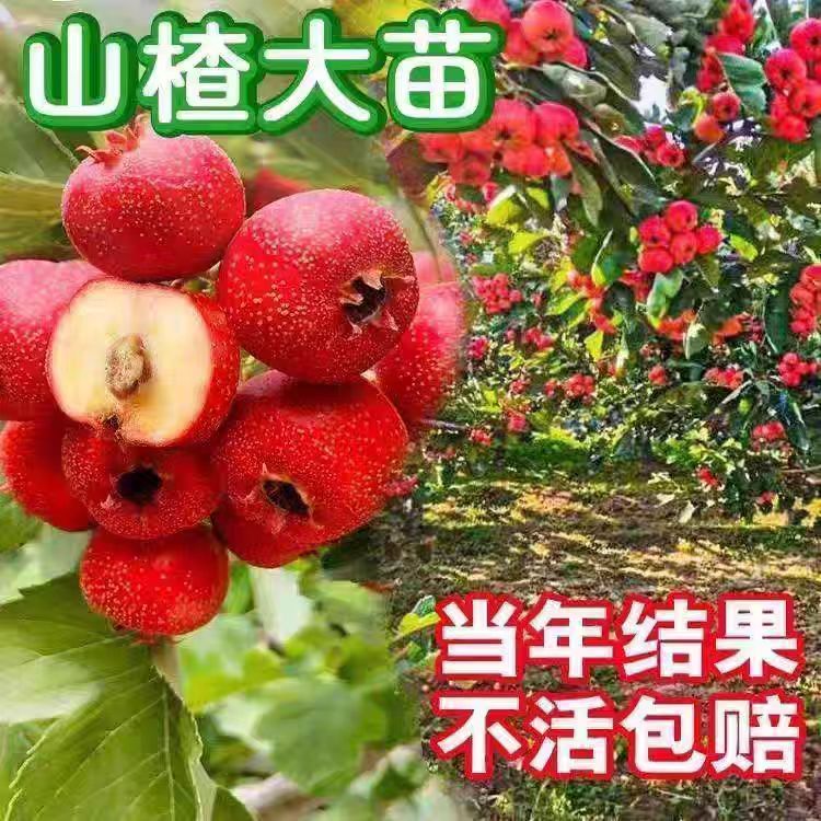 新品种无籽山楂苗嫁接甜红子无核山楂苗高产南北方种植当年结果苗