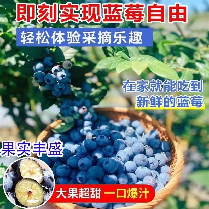 大果蓝莓树苗-地栽盆栽-四季常绿适合南北方庭院正宗蓝莓苗果树苗图片