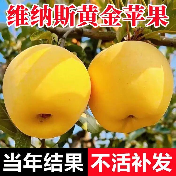 黄金苹果树苗盆栽南北方种庭院地栽矮化嫁接苹果苗当年结果