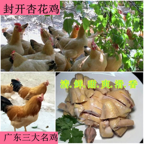 杏花鸡广东三黄鸡肇庆封开