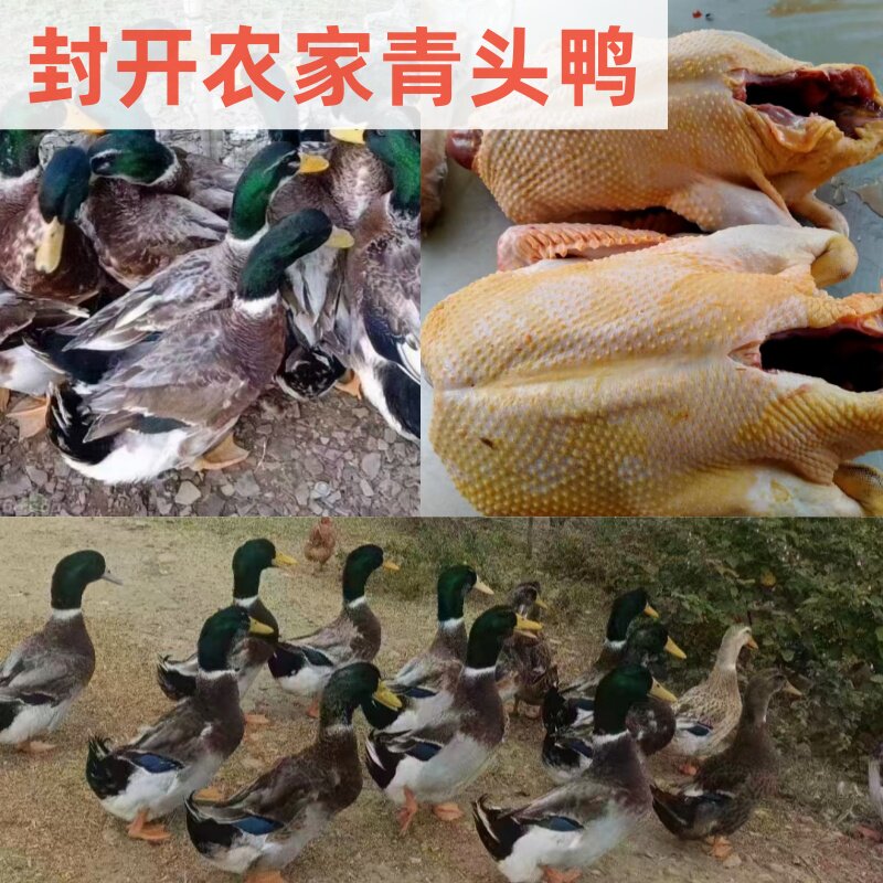 玉米鸭新鲜现宰广东封开本地散养青头鸭整鸭5斤老鸭冷链顺丰包邮