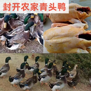 玉米鸭新鲜现宰广东封开本地散养青头鸭整鸭5斤老鸭冷链顺丰包邮