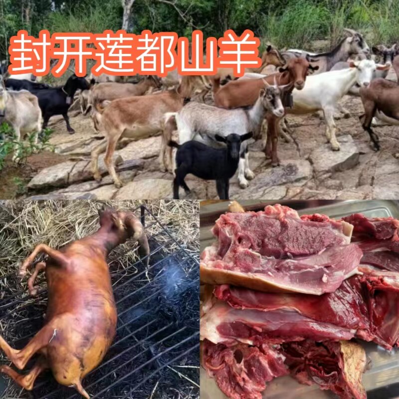 正宗莲都黑山羊现杀新鲜羊肉肇庆封开放养石山羊3斤5斤广东包邮,水产肉类/新鲜蔬果/熟食,生羊肉,淘宝优惠券,粉丝福利购,淘宝优惠卷
