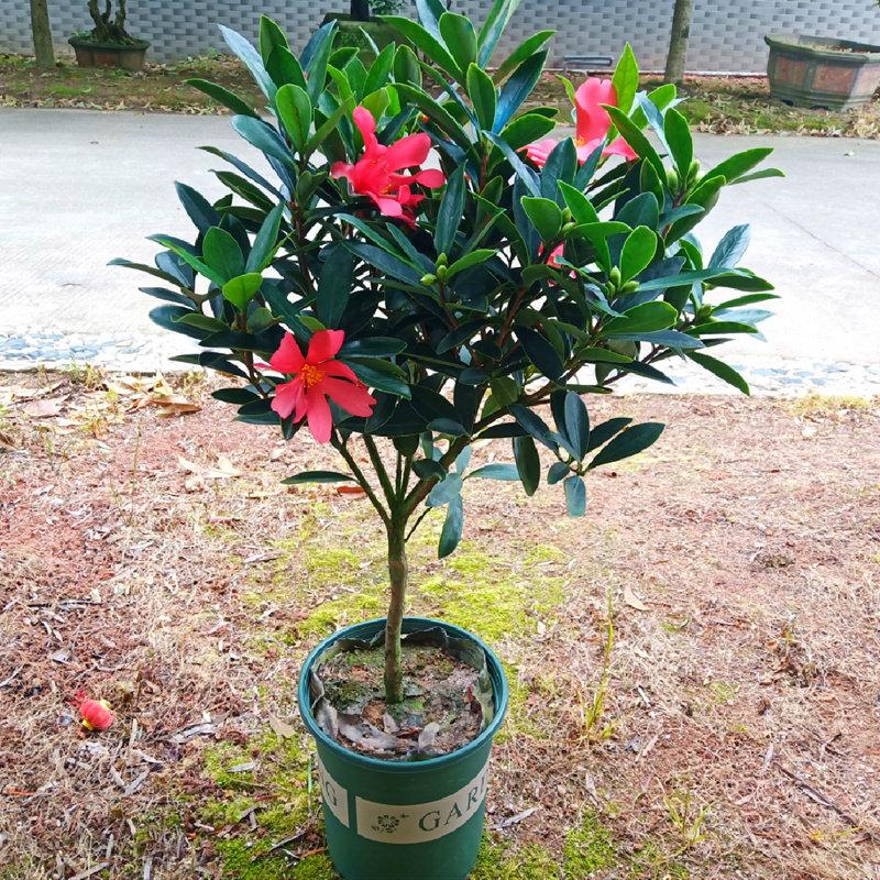 四季杜鹃红山茶花盆栽大苗四季带花苞茶梅庭院花园开花绿植物