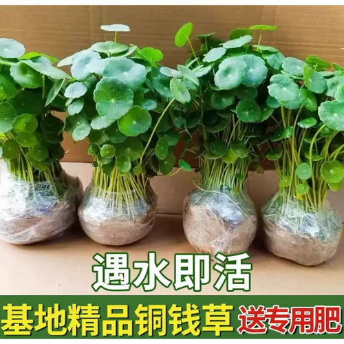铜钱草苗水培植物办公室桌面盆栽金钱草花卉室内水养绿植水生植物