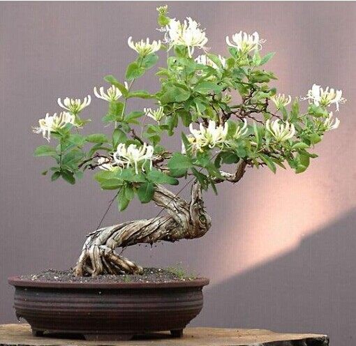 包邮盆栽攀援植物金银花盆景树桩金银花苗爬藤四季金银花苗包成活