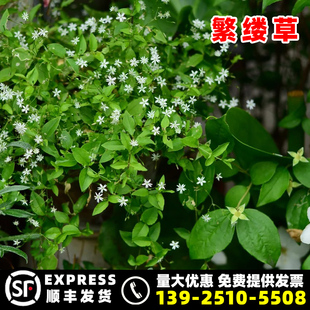 繁缕草籽新鲜种子鹅肠草种籽柑橘果园保水杂草鸡肠草牛繁缕