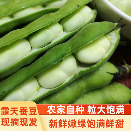 新鲜蚕豆 云南新鲜蚕豆农家带壳生蚕豆罗汉豆兰花胡豆青豆荚 蔬菜