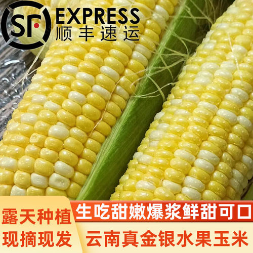 现摘云南金银水果玉米新鲜现摘带皮棒子生吃甜嫩爆浆蔬菜整箱包邮