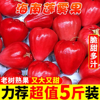 海南紅寶石蓮霧清甜多汁現(xiàn)摘現(xiàn)發(fā)