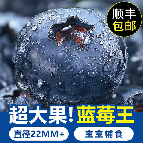 山东蓝莓L25鲜果新鲜当季水果蓝莓现摘现发顺丰冷链包邮