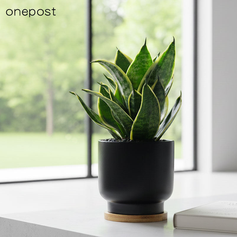 情绪植物虎尾兰客厅书房创意桌面植物虎皮兰办公室小盆栽净化空气,鲜花速递/花卉仿真/绿植园艺,绿植,淘宝优惠券,粉丝福利购,淘宝优惠卷