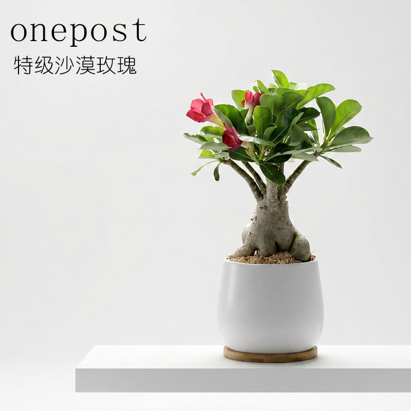 沙漠玫瑰桌面绿植禅意美观