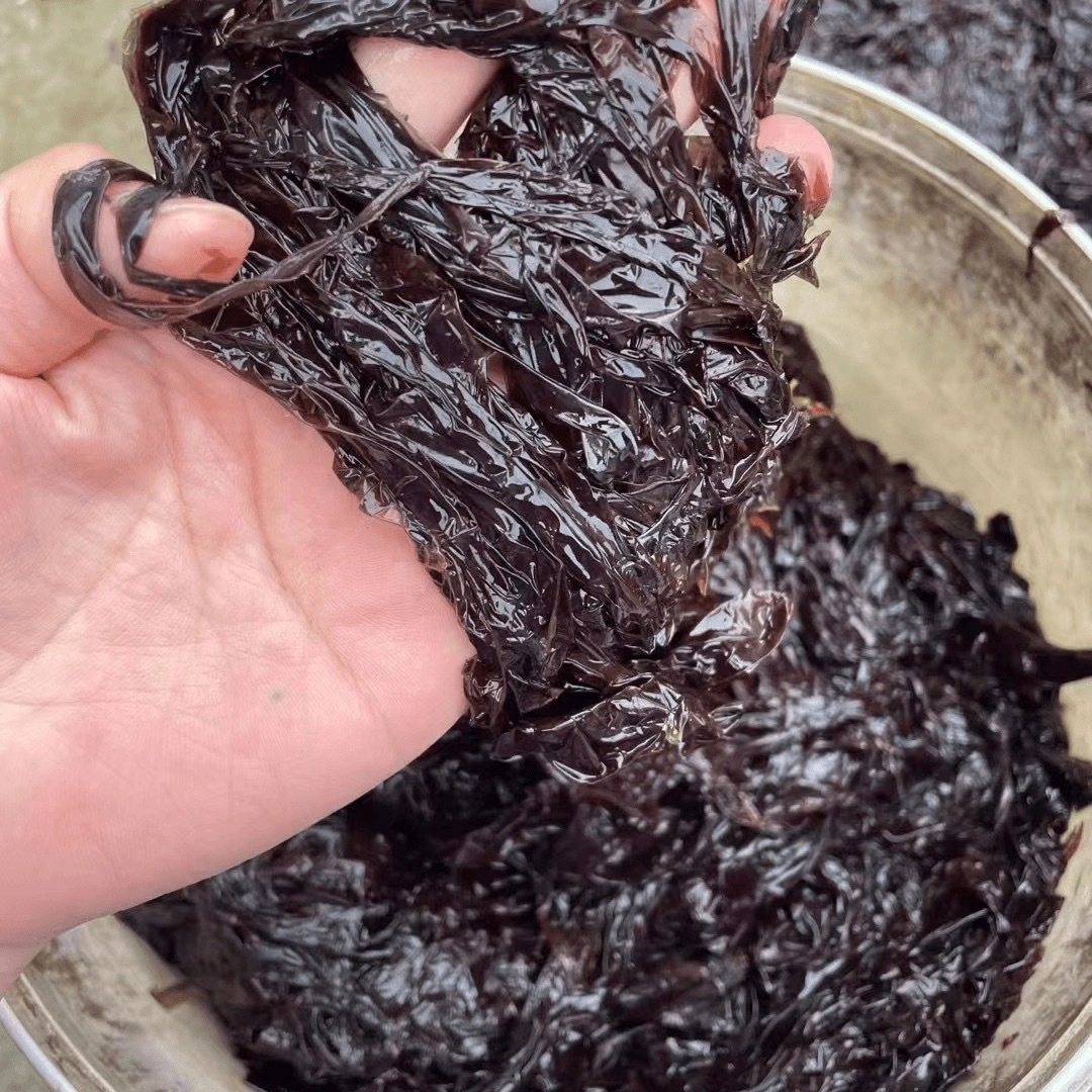 长岛野生海紫菜 渔家自晒 天然紫菜野生非养殖 鲜嫩无比