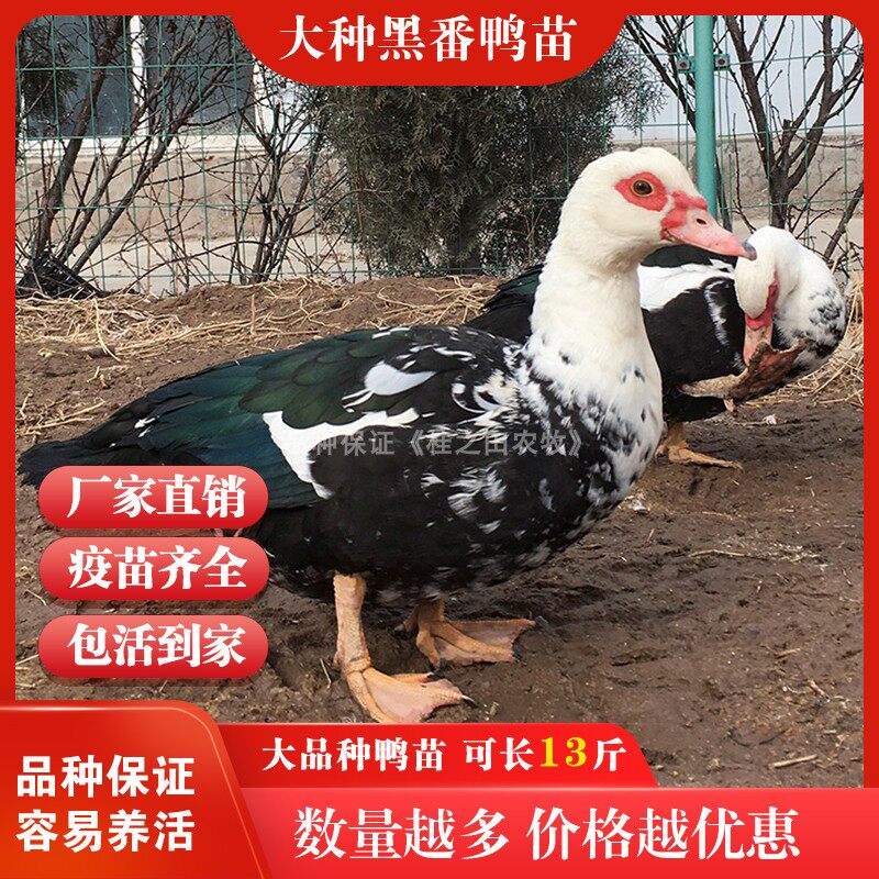 小鸭子活苗黑番鸭半斤脱温正宗白番鸭火鸭西洋鸭m18一点头鸭骡鸭