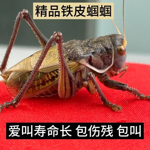 鸣虫大蝈蝈铁皮山青绿蝈蝈精品大号新脱平谷炮筒大憾春蝈蝈铁皮