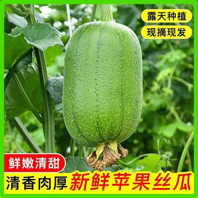 台湾苹果丝瓜丝瓜新鲜福建农家时令蔬菜新鲜当季现摘肉丝瓜圆丝瓜