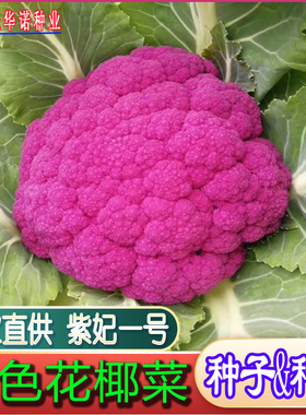 紫色花菜种子特色花椰菜西兰花紫色菜花紫妃一号花菜蔬菜种籽春播