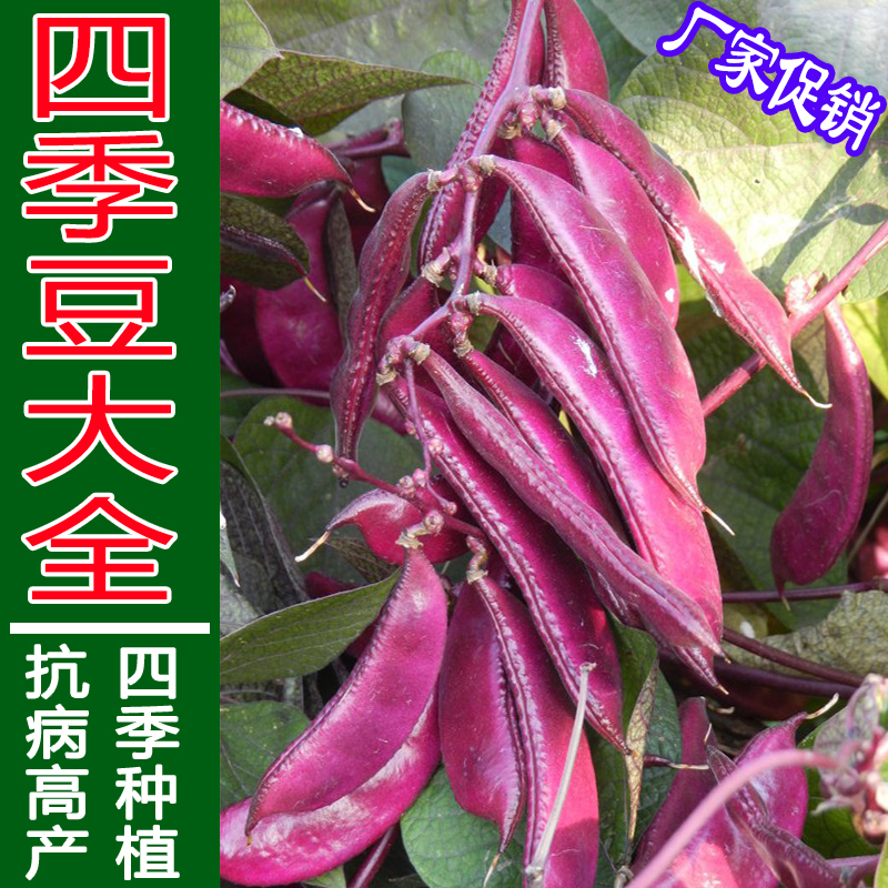 四季豆阳台盆栽菜园种植蔬菜种子