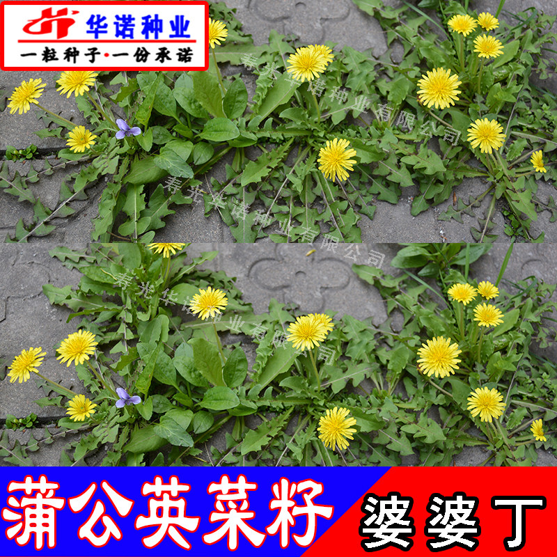 野菜种子蒲公英婆婆丁种籽多年生荠荠菜苦菜曲麻菜蔬菜种子四季播