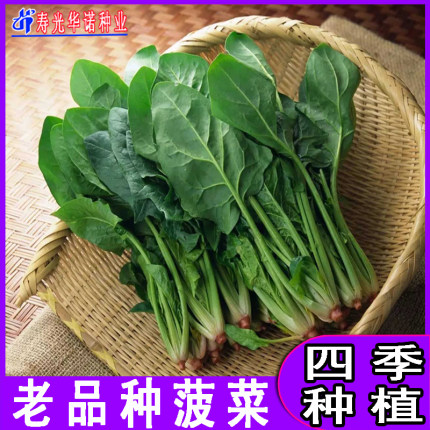 菠菜种孑种籽种子红根大叶四季蔬菜大全阳台盆摘种植速生菠菜种子