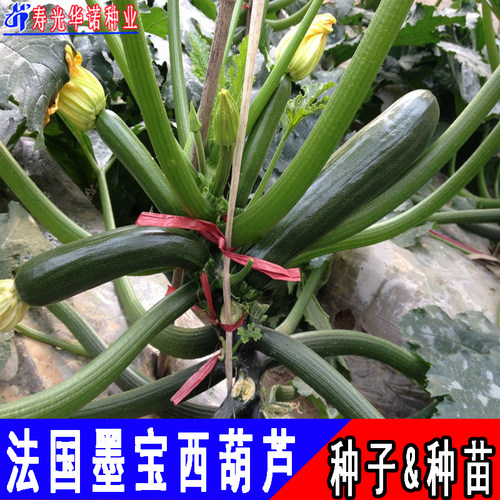 墨宝西葫芦春夏笋瓜种子