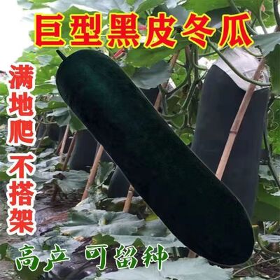 正品满地爬特大巨型黑皮冬瓜种子大型种高产大冬瓜四季春季蔬菜种