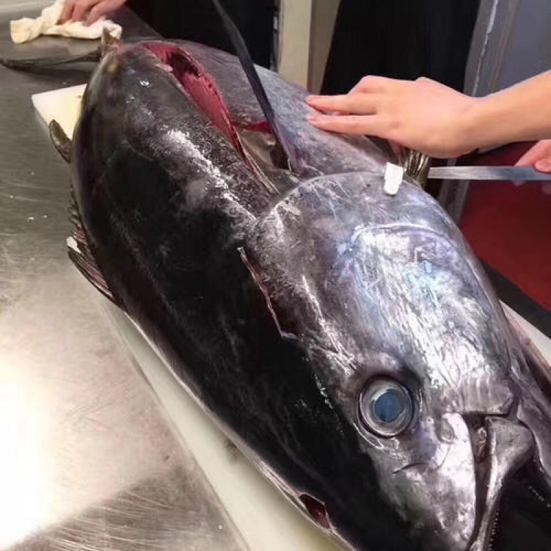 蓝旗金枪鱼20-100kg 整条新鲜刺身蓝旗鳍深海鱼金枪鱼500g
