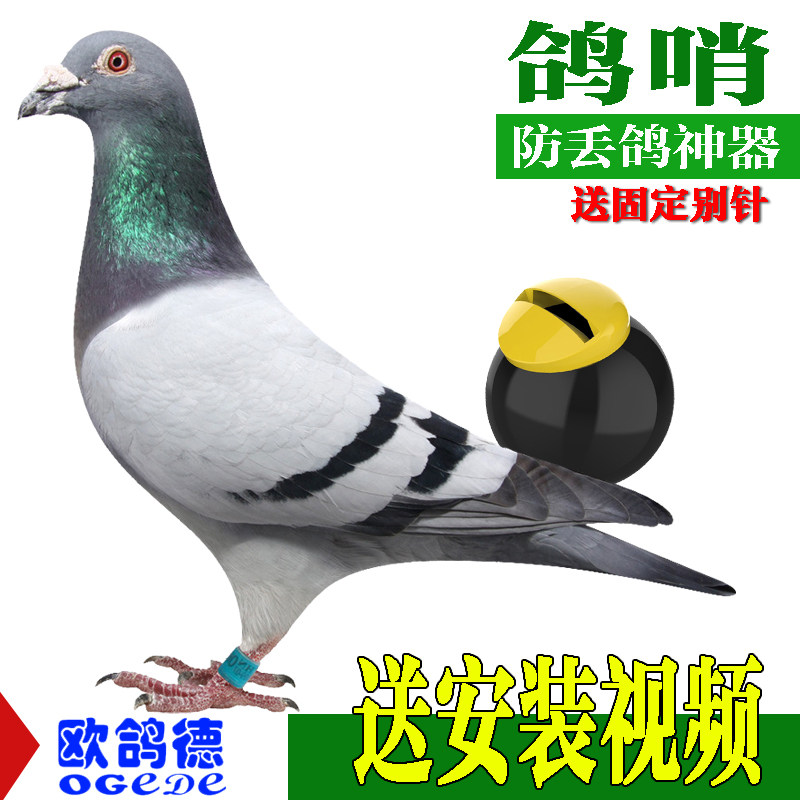 信鸽尾哨塑料鸽子哨尾哨两音风哨信鸽塑料鸽哨圆形葫芦老北京鸽哨