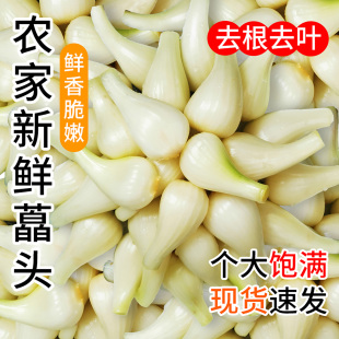 2025现挖藠头去叶荞头时令蔬菜新鲜茭头酸甜大个乔头可腌制辣泡菜