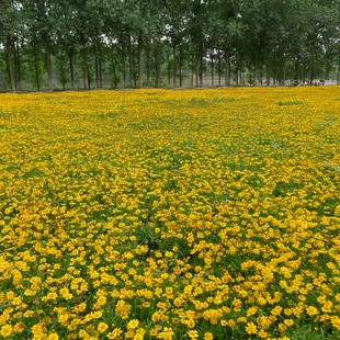 大花金鸡菊种子 重瓣矮生金鸡菊宿根多年生 室内阳台庭院花卉