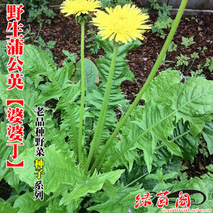 野生蒲公英种籽婆婆丁种孑荠菜马齿苋灰灰菜药用野菜种子