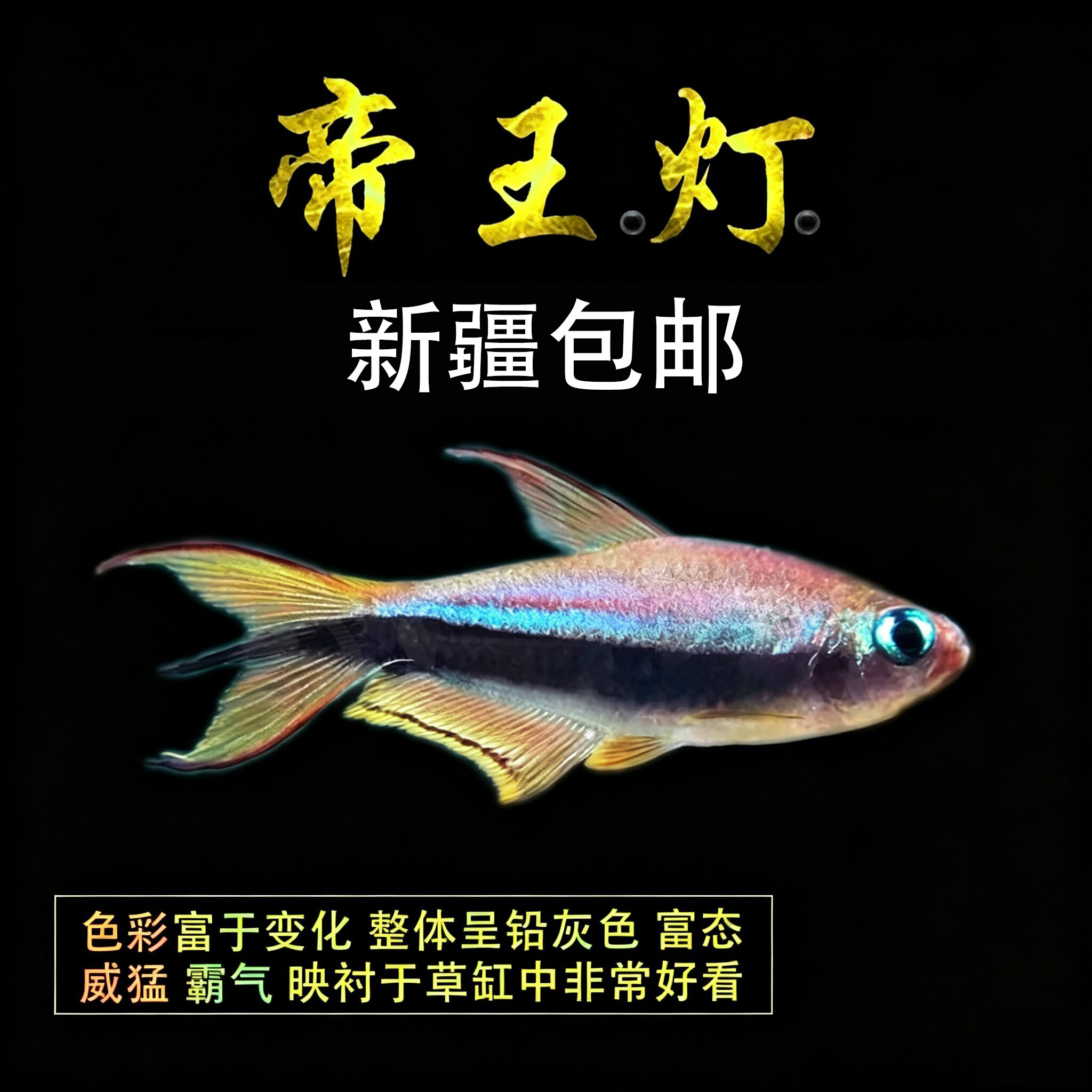 黑帝王灯鱼群游观赏鱼灯科鱼