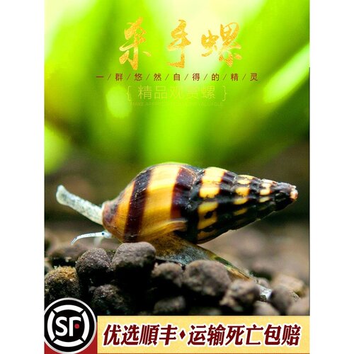 杀手螺热带观赏除淡水蜗牛活体宠物刺客螺水草缸工具大黄蜂钻纹螺