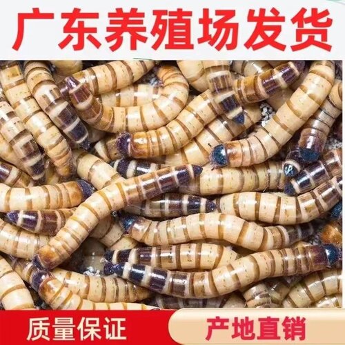 广东优质蛋白虫种虫大麦虫面包虫活体虫守宫蜥蜘蛛鸟活食包邮特价