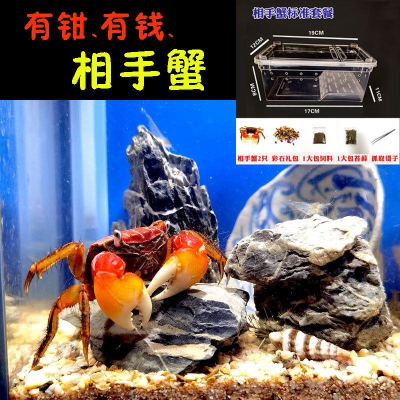 红螯相手蟹淡水螃蟹迷你辣椒蟹冷水观赏蟹除藻鱼缸清洁活体小宠物