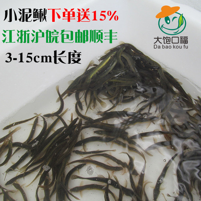 笩钓小泥鳅苗 泥鳅苗活体 青鳅鱼