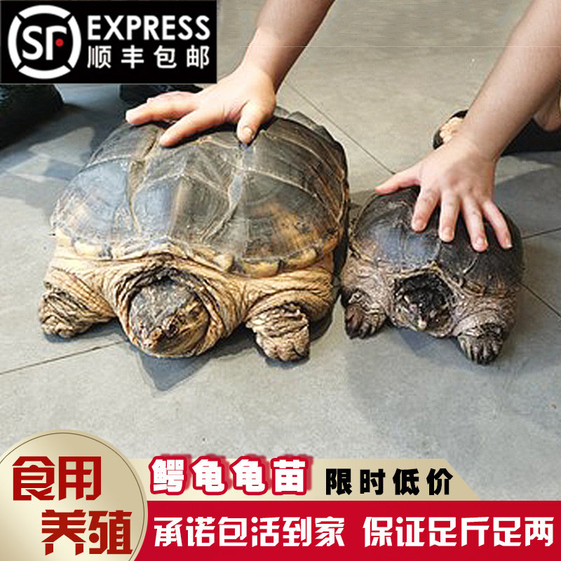 鳄龟活物食用鳄鱼龟大的食用乌龟大鄂龟肉杂佛北美宠物苗包活外塘图片
