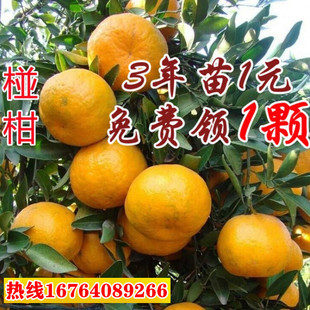 碰柑苗嫁接碰柑苗 柑橘树苗基地直销椪柑 嫁接柑桔苗芦柑苗果树苗