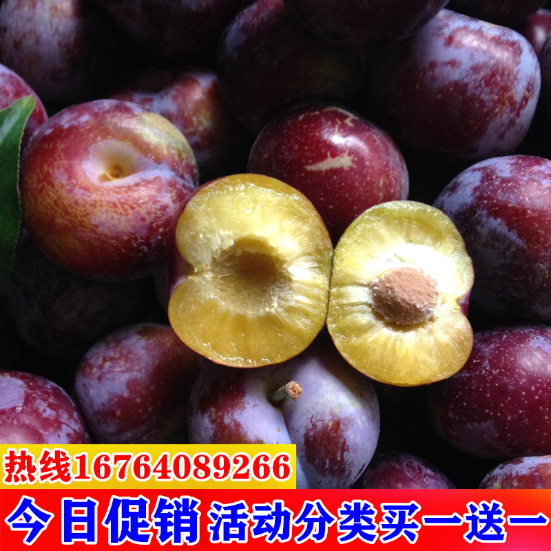 李子树苗盆栽地栽四川脆红李嫁接晚熟李子苗当年结果南方北方种植