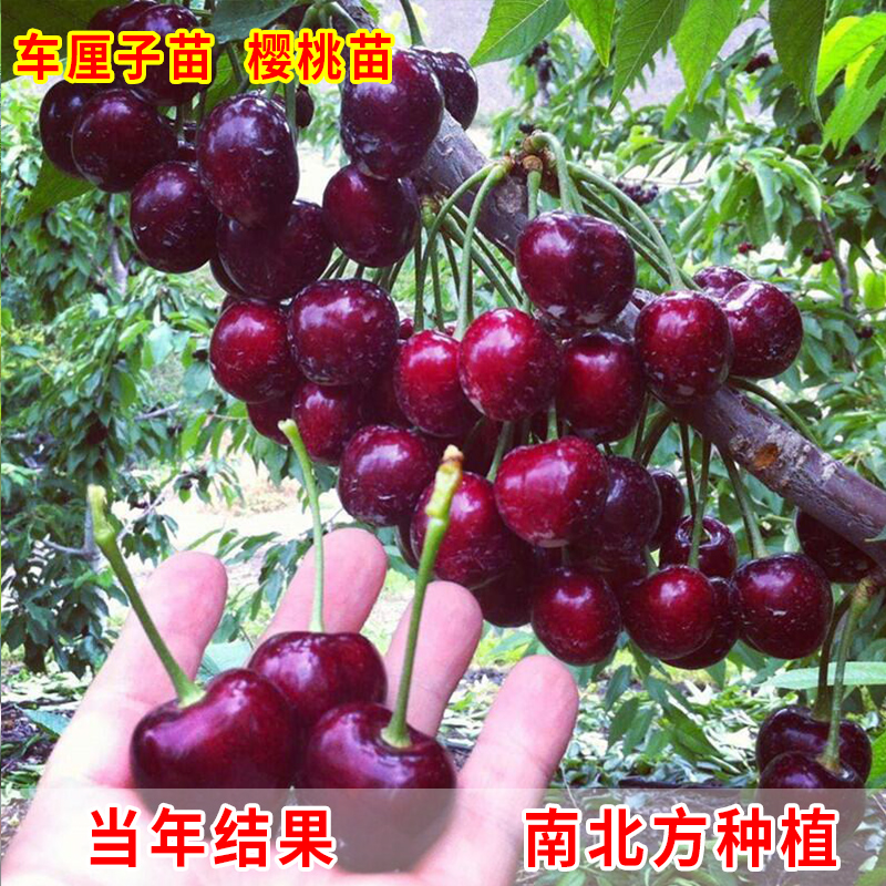 樱桃苗美国车厘子大樱桃树苗水果盆栽地栽当年结果南方北方种植