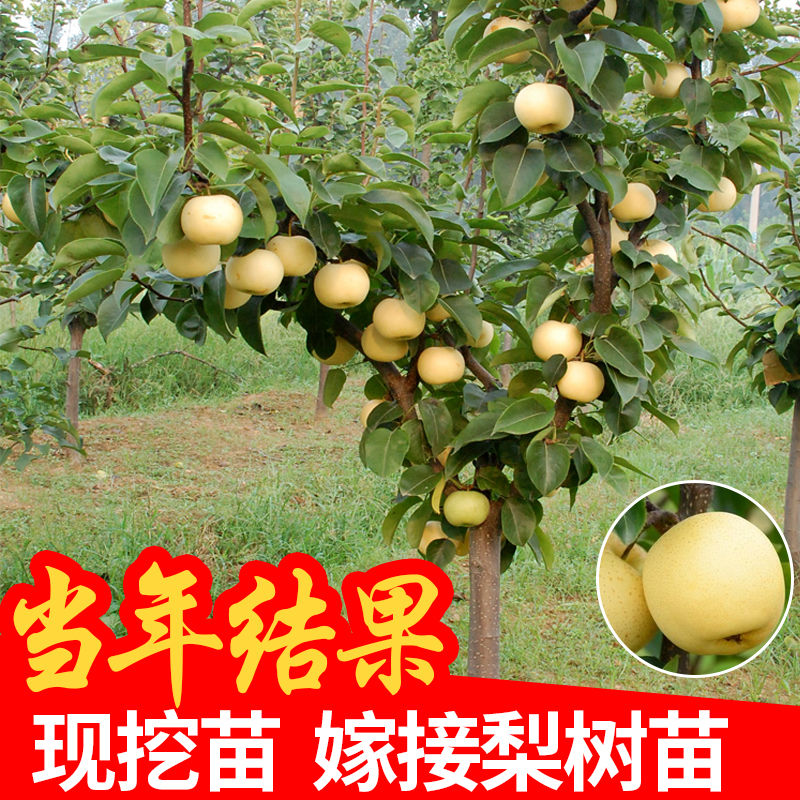 梨苗梨树苗嫁接庭果树苗黄金梨盆栽地栽苗南方北方种植当年结果苗