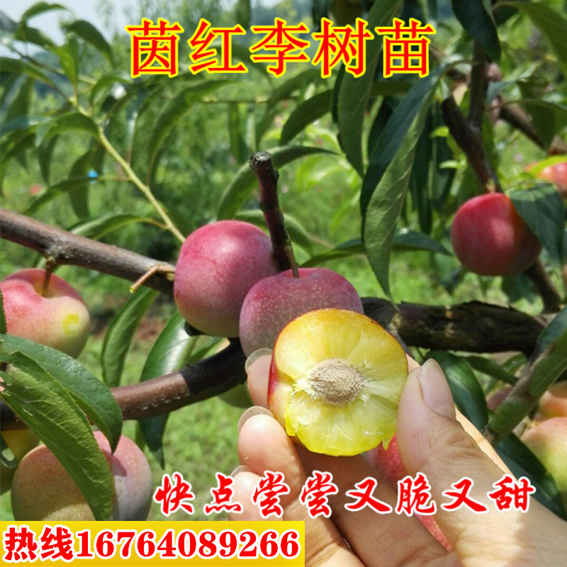 脆甜脱骨脆红李树苗 半边红嫁接茵红李晚熟离核巴山脆李