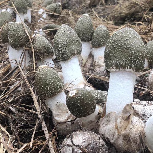 2023竹荪干货农家特产特级野生食用菌短裙菇煲汤食材500g