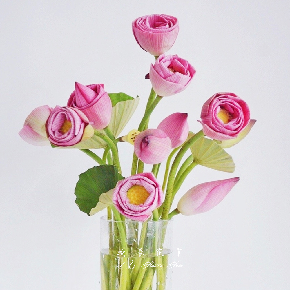 鲜花北京凌晨花市荷花莲蓬顺丰