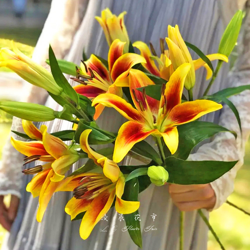 红宝石亚洲橘黄百合鲜花玉米百合插花束新鲜顺丰包邮北京同城速递
